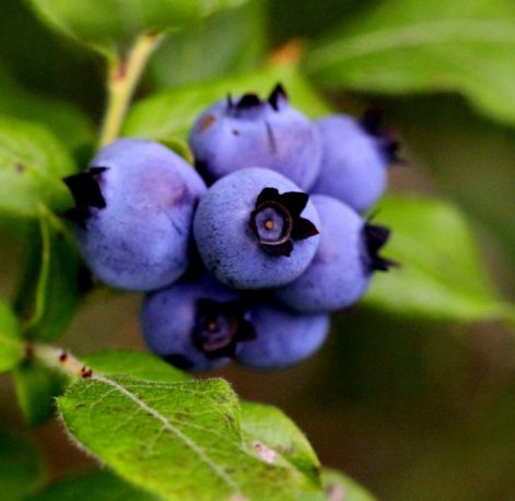blueberreies1.jpg